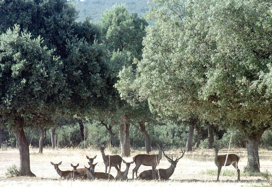 Cabañeros. Toledo/Ciudad Real. Alberga especies en peligro de extinción como la cabra montesa, el águila imperial ibérica o el buitre negro. 40.000 hectáreas.