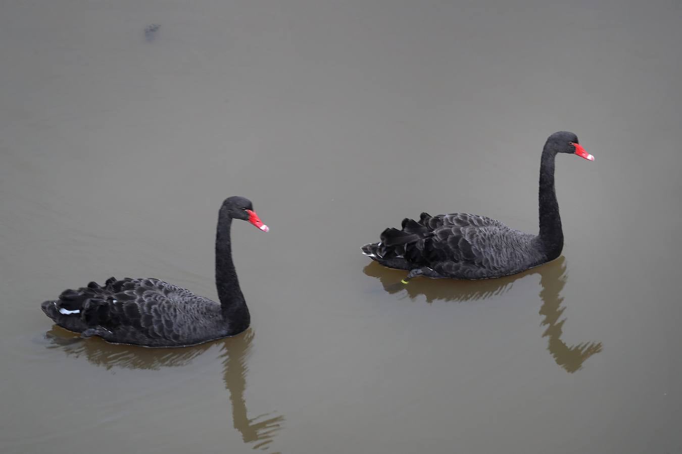 Se trata de especies propias de Australia por lo que SEO-Birdlife cree que se habrán escapado de algún centro zoológico