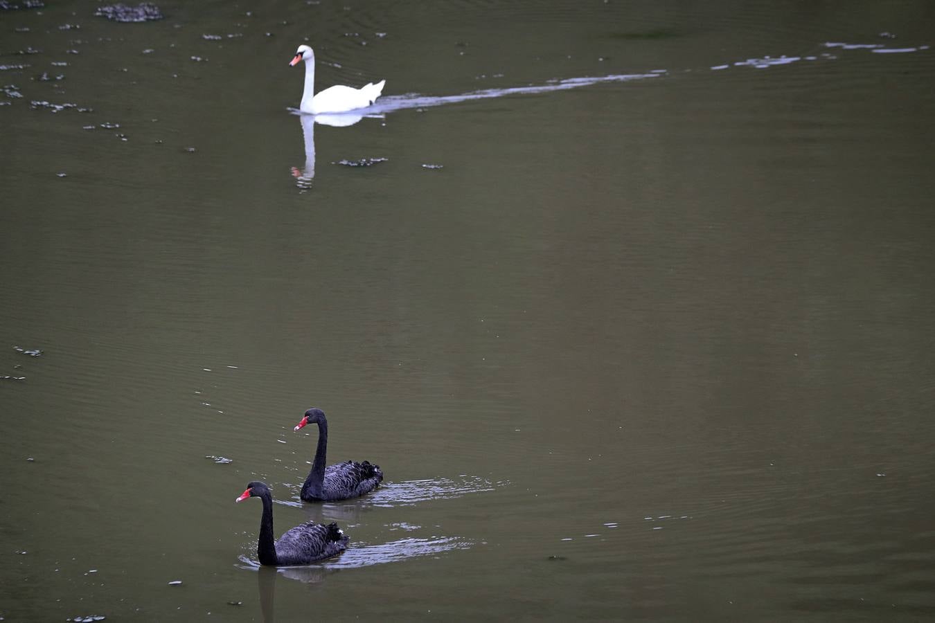 Se trata de especies propias de Australia por lo que SEO-Birdlife cree que se habrán escapado de algún centro zoológico