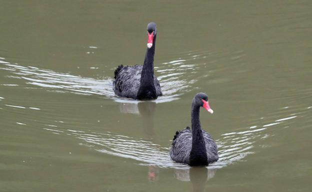 Los cisnes negros de Oyambre.