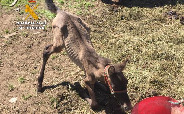 La Guardia Civil encontró a los potros en estado de desnutrición.