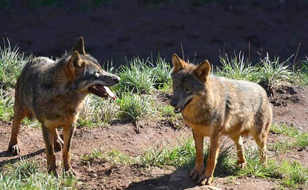 Una pareja de lobos. 