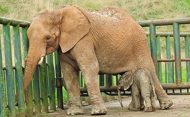 Nace otro elefante africano en Cabárceno