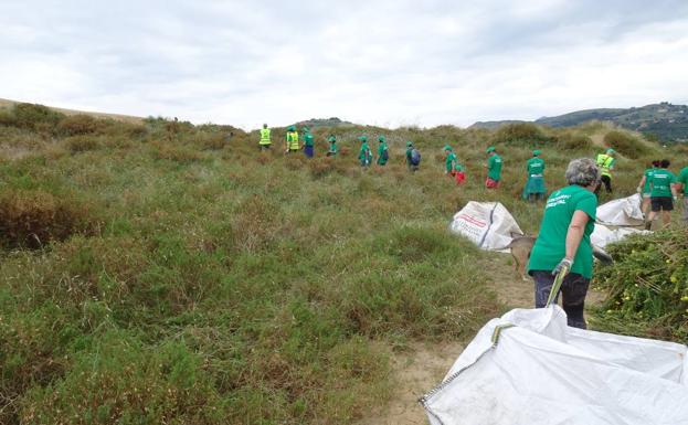 Más de medio centenar de voluntarios participó el pasado sábado en la retirada de plantas.