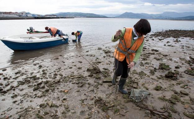 Los mariscadores sopesan denunciar en la UE la suciedad de las marismas de Santoña