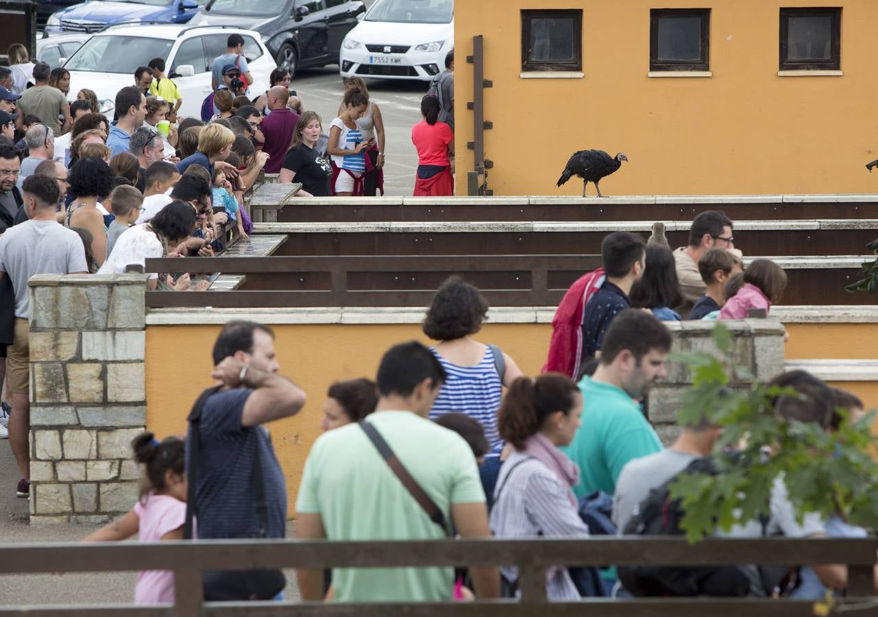 Fotos: Cabárceno, foco de turismo