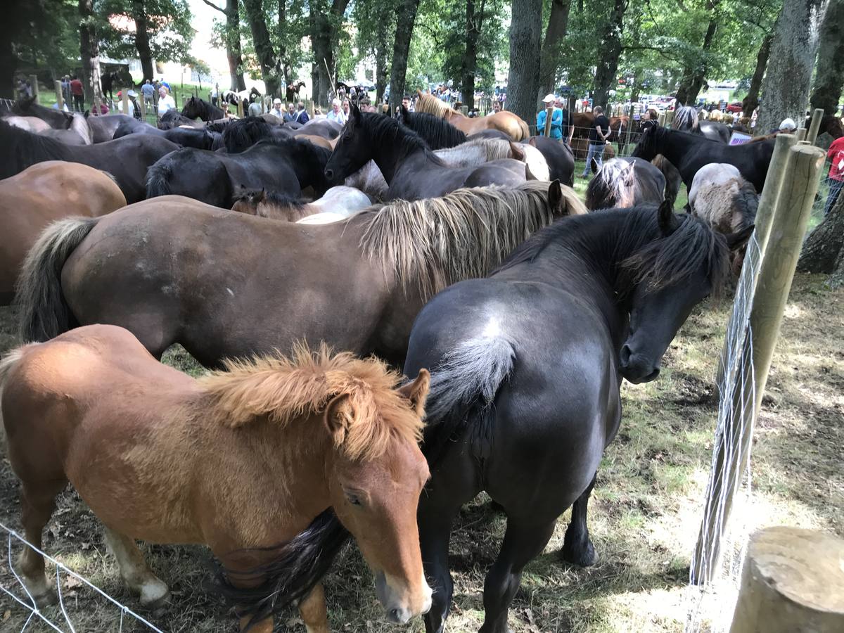 Numeroso público en la feria