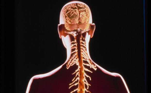 Neurocientíficos consiguen que los pacientes con lesión en la médula espinal recuperen el control de su vejiga