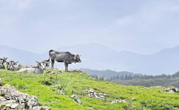 Objetivo: mejorar la raza tudanca