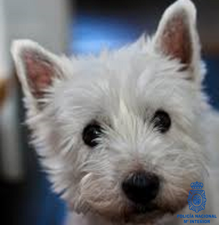 Detenido un hombre por llevarse a casa una perra westie que se había escapado