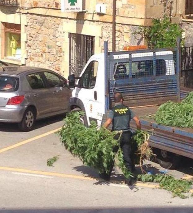 Un guardia civil traslada plantas de marihuana incautadas en una vivienda hasta el cuartel de Bádames para proceder a su secado.