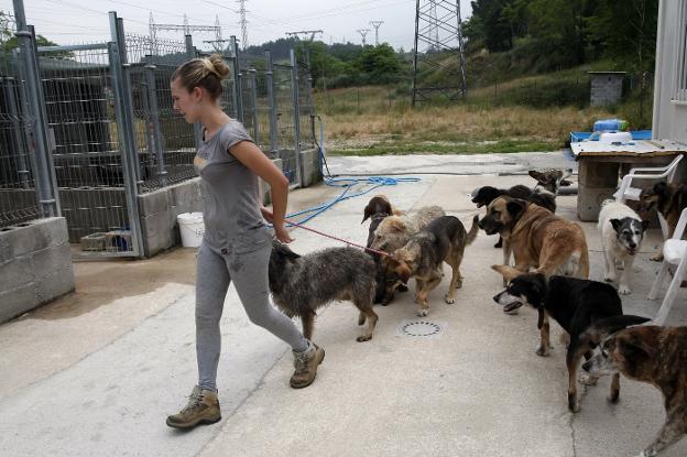 Una voluntaria de la perrera de Torres trabaja con varios ejemplares.