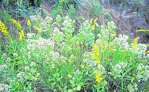 La chilca es una especie exótica de origen americano que puede alcanzar los cuatro metros de altura. :: 