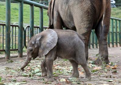Imagen secundaria 1 - &#039;Toribio&#039;, el nuevo elefante de Cabárceno