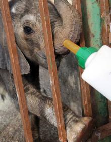 Imagen secundaria 2 - &#039;Toribio&#039;, el nuevo elefante de Cabárceno