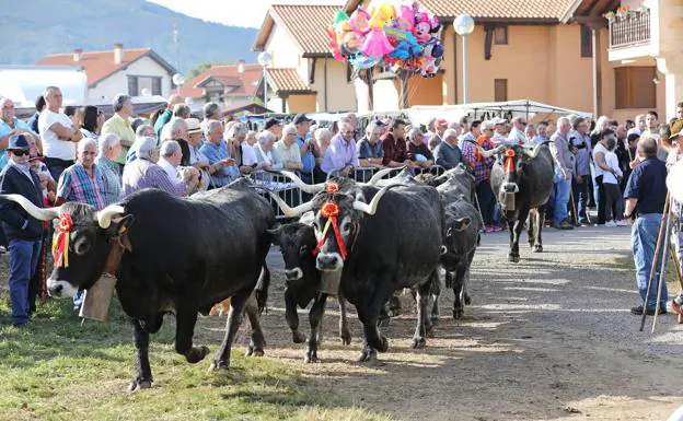 Las vacas desfilan por Cabezón en un día espléndido.