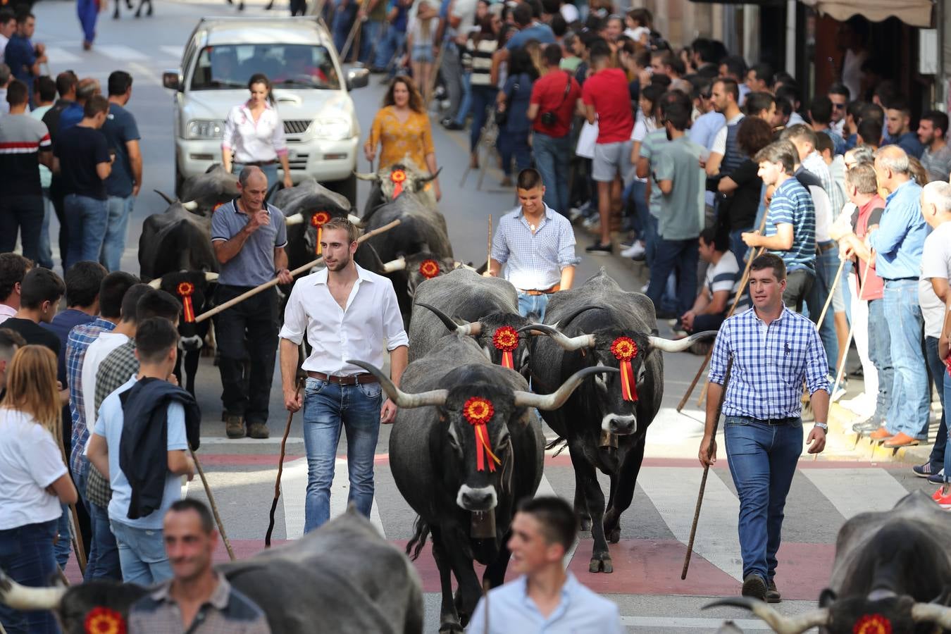 La Olimpiada del Tudanco de Cabezón de la Sal ha reunido este viernes en su XXXIX edición a 911 reses de 28 ganaderías que desfilarán por el centro del municipio en la 'gran pasá' con la que se conmemora un año más la tradicional bajada del ganado de los puertos de montaña.