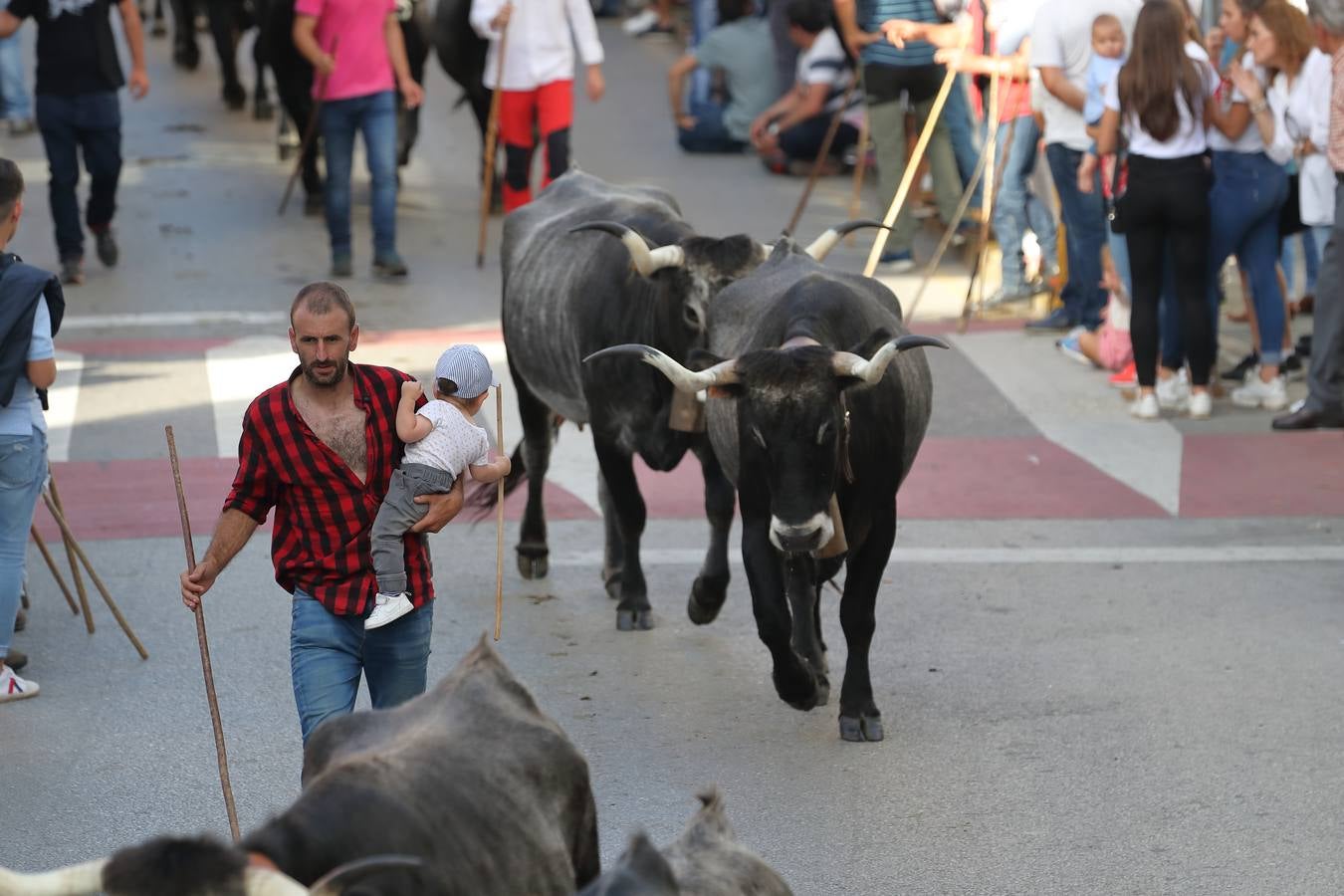 La Olimpiada del Tudanco de Cabezón de la Sal ha reunido este viernes en su XXXIX edición a 911 reses de 28 ganaderías que desfilarán por el centro del municipio en la 'gran pasá' con la que se conmemora un año más la tradicional bajada del ganado de los puertos de montaña.