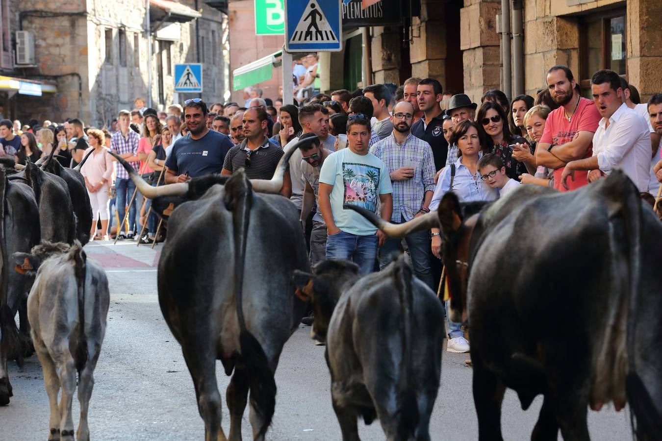 La Olimpiada del Tudanco de Cabezón de la Sal ha reunido este viernes en su XXXIX edición a 911 reses de 28 ganaderías que desfilarán por el centro del municipio en la 'gran pasá' con la que se conmemora un año más la tradicional bajada del ganado de los puertos de montaña.