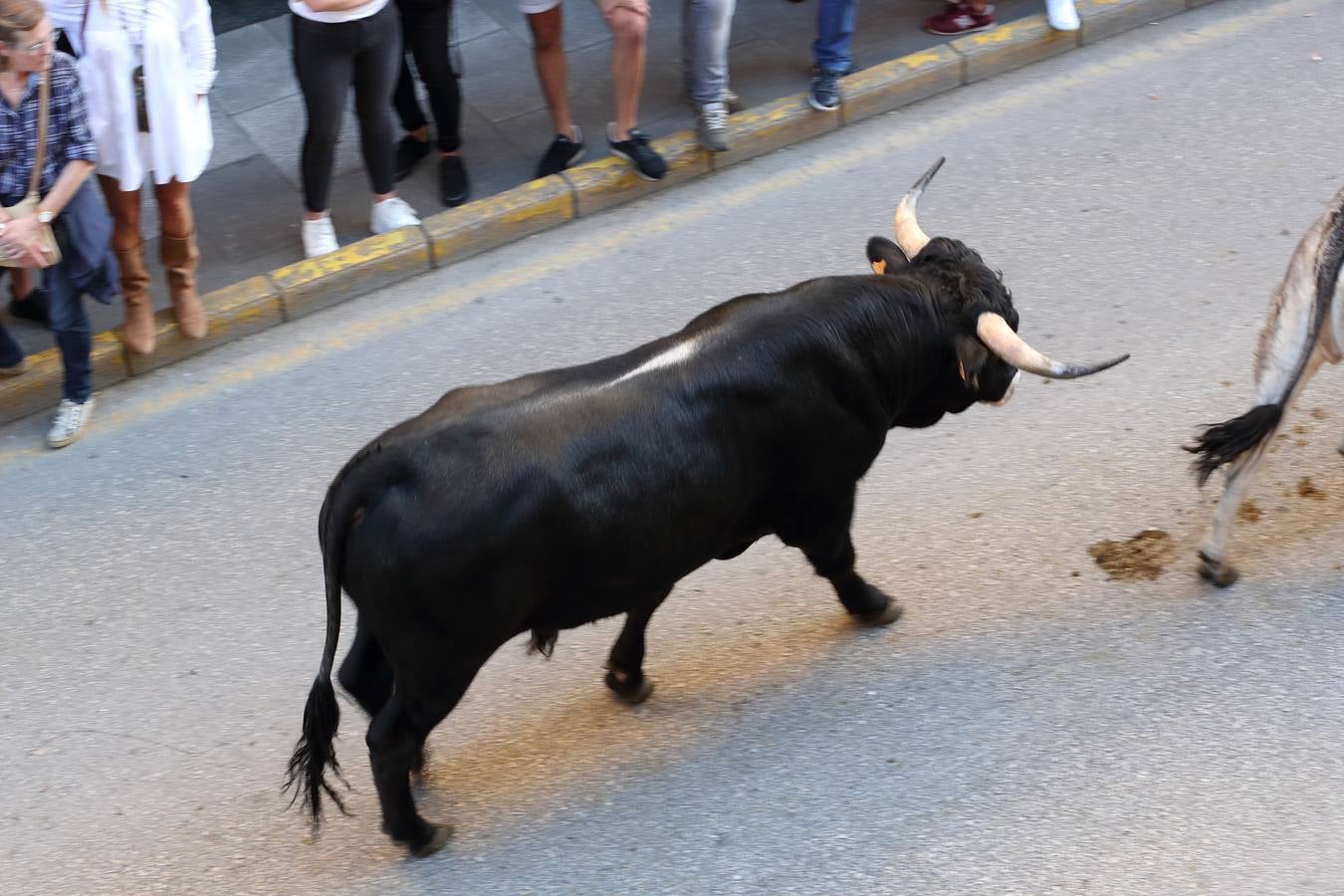 La Olimpiada del Tudanco de Cabezón de la Sal ha reunido este viernes en su XXXIX edición a 911 reses de 28 ganaderías que desfilarán por el centro del municipio en la 'gran pasá' con la que se conmemora un año más la tradicional bajada del ganado de los puertos de montaña.