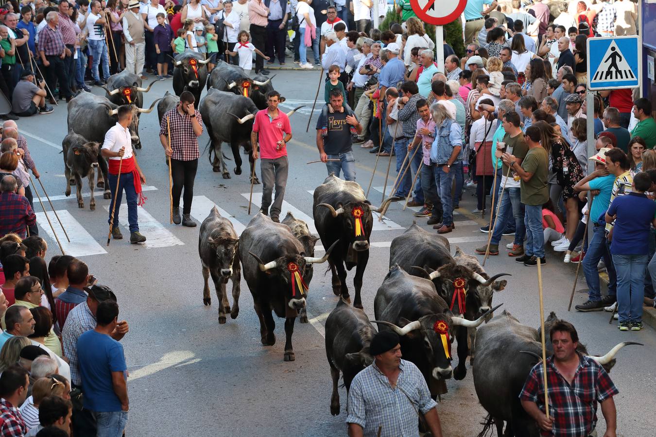 La Olimpiada del Tudanco de Cabezón de la Sal ha reunido este viernes en su XXXIX edición a 911 reses de 28 ganaderías que desfilarán por el centro del municipio en la 'gran pasá' con la que se conmemora un año más la tradicional bajada del ganado de los puertos de montaña.