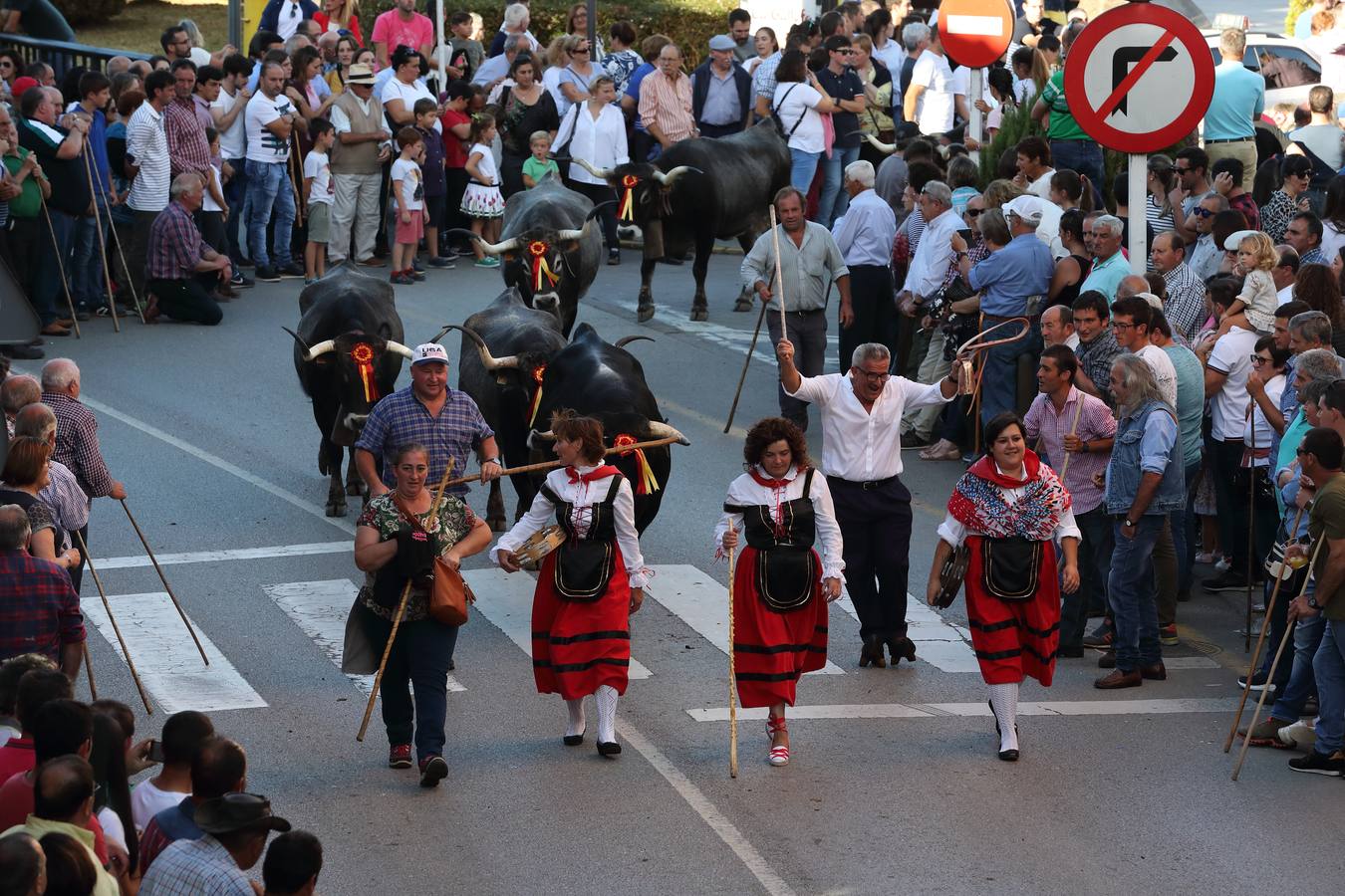 La Olimpiada del Tudanco de Cabezón de la Sal ha reunido este viernes en su XXXIX edición a 911 reses de 28 ganaderías que desfilarán por el centro del municipio en la 'gran pasá' con la que se conmemora un año más la tradicional bajada del ganado de los puertos de montaña.