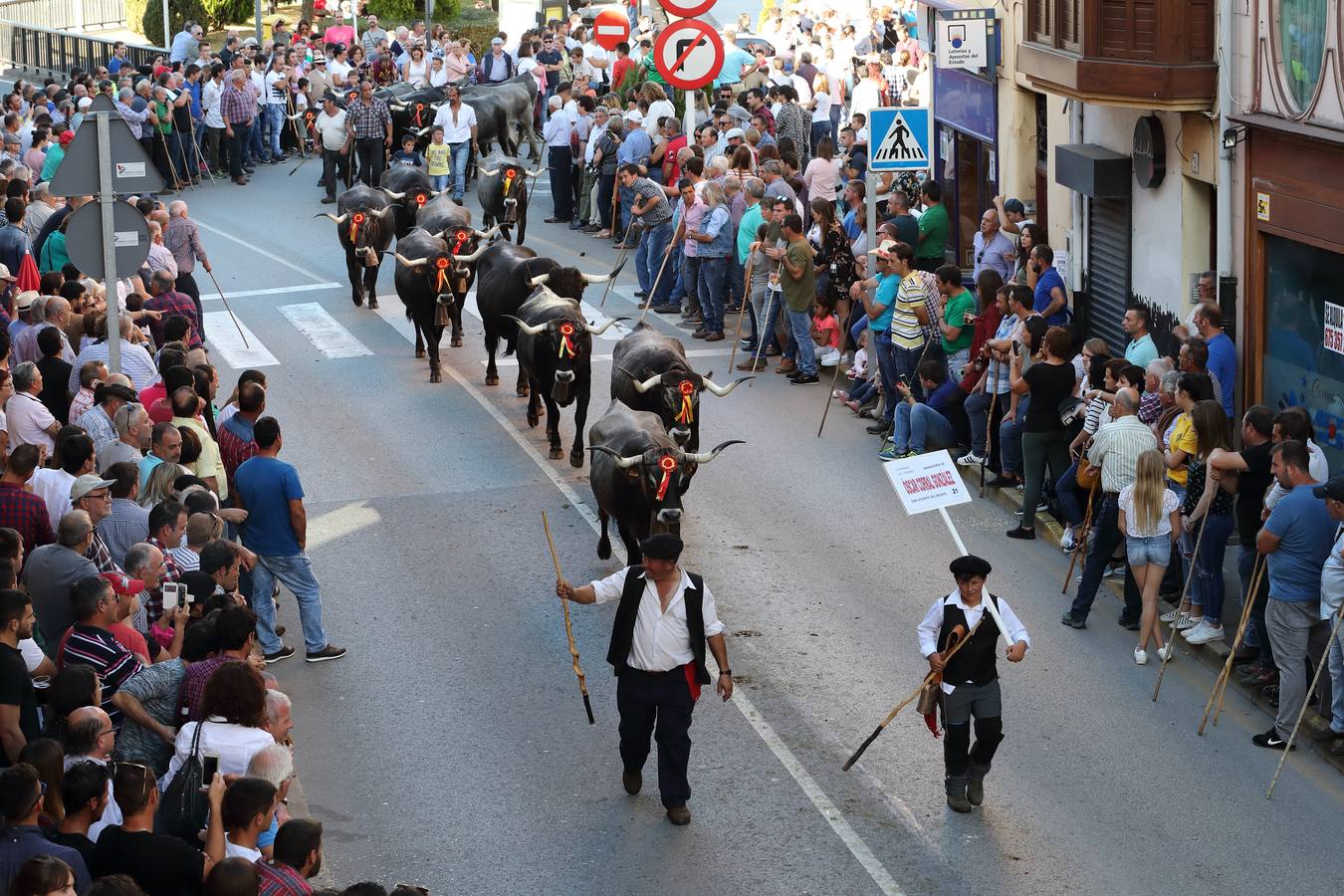 La Olimpiada del Tudanco de Cabezón de la Sal ha reunido este viernes en su XXXIX edición a 911 reses de 28 ganaderías que desfilarán por el centro del municipio en la 'gran pasá' con la que se conmemora un año más la tradicional bajada del ganado de los puertos de montaña.