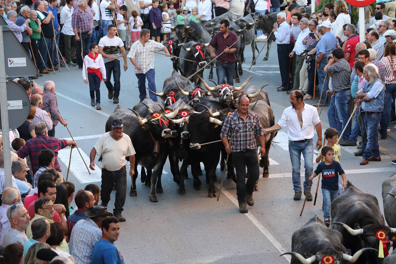 La Olimpiada del Tudanco de Cabezón de la Sal ha reunido este viernes en su XXXIX edición a 911 reses de 28 ganaderías que desfilarán por el centro del municipio en la 'gran pasá' con la que se conmemora un año más la tradicional bajada del ganado de los puertos de montaña.