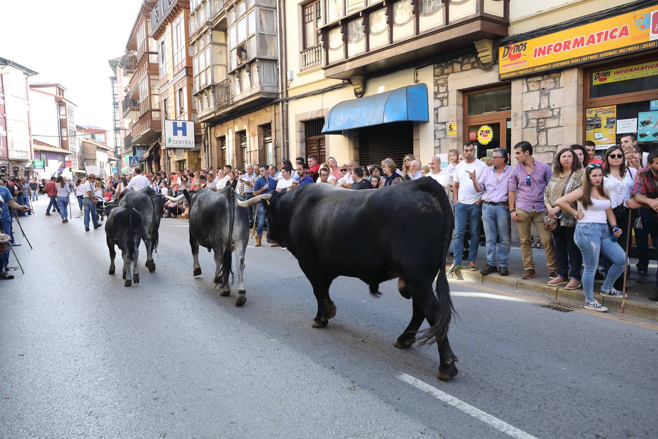 La Olimpiada del Tudanco de Cabezón de la Sal ha reunido este viernes en su XXXIX edición a 911 reses de 28 ganaderías que desfilarán por el centro del municipio en la 'gran pasá' con la que se conmemora un año más la tradicional bajada del ganado de los puertos de montaña.