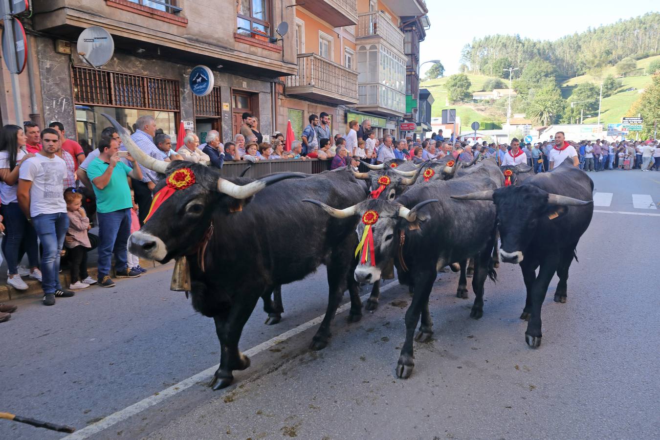 La Olimpiada del Tudanco de Cabezón de la Sal ha reunido este viernes en su XXXIX edición a 911 reses de 28 ganaderías que desfilarán por el centro del municipio en la 'gran pasá' con la que se conmemora un año más la tradicional bajada del ganado de los puertos de montaña.