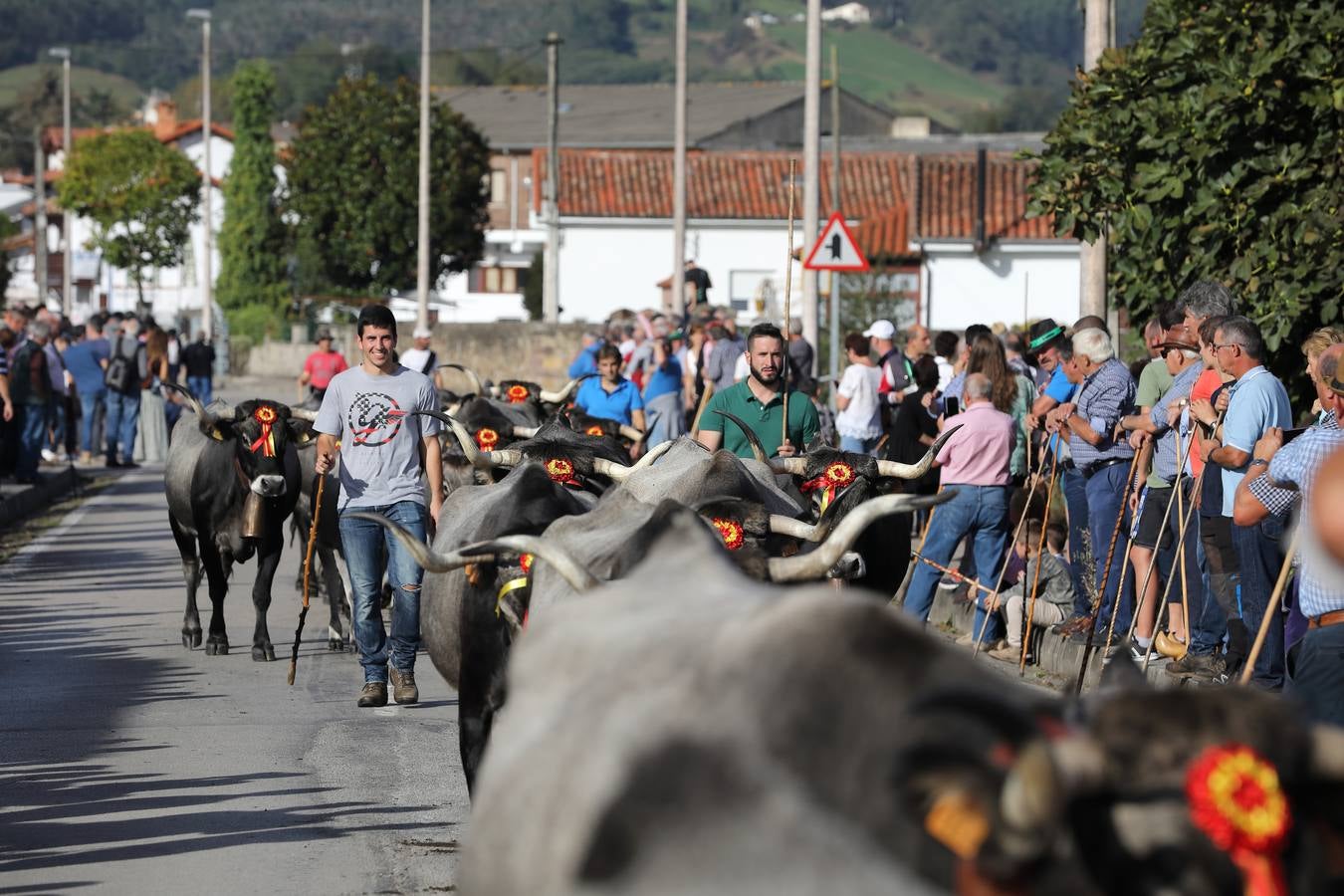 La Olimpiada del Tudanco de Cabezón de la Sal ha reunido este viernes en su XXXIX edición a 911 reses de 28 ganaderías que desfilarán por el centro del municipio en la 'gran pasá' con la que se conmemora un año más la tradicional bajada del ganado de los puertos de montaña.