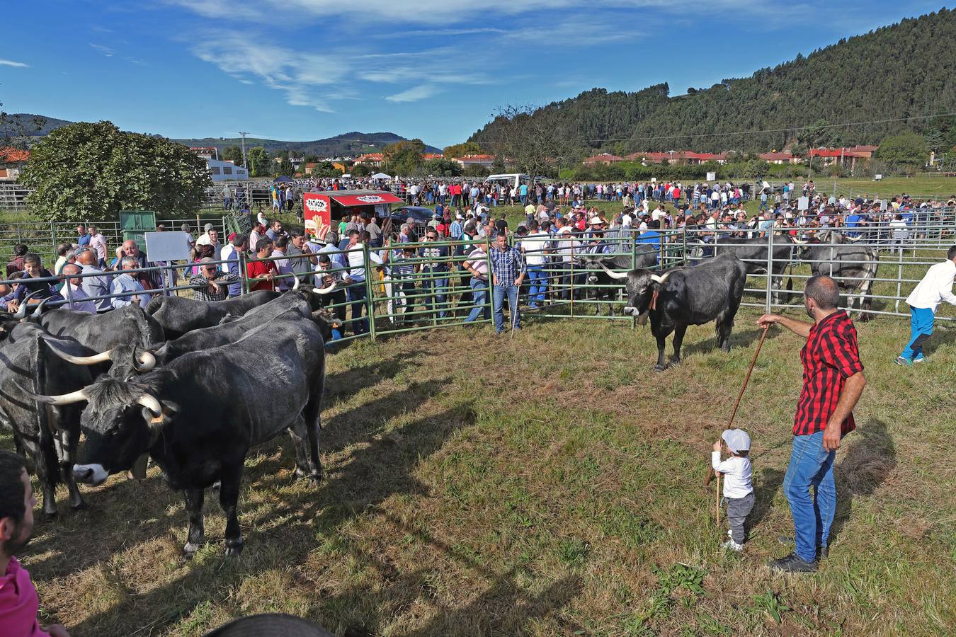 La Olimpiada del Tudanco de Cabezón de la Sal ha reunido este viernes en su XXXIX edición a 911 reses de 28 ganaderías que desfilarán por el centro del municipio en la 'gran pasá' con la que se conmemora un año más la tradicional bajada del ganado de los puertos de montaña.