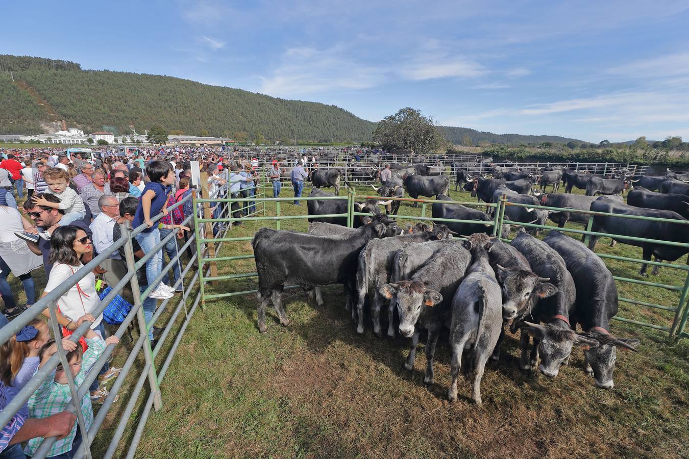 La Olimpiada del Tudanco de Cabezón de la Sal ha reunido este viernes en su XXXIX edición a 911 reses de 28 ganaderías que desfilarán por el centro del municipio en la 'gran pasá' con la que se conmemora un año más la tradicional bajada del ganado de los puertos de montaña.