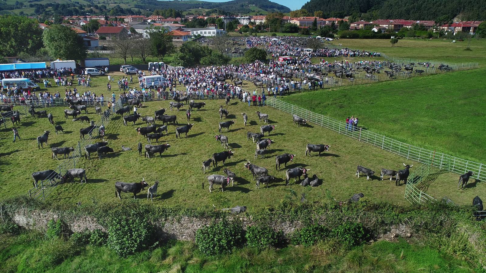 La Olimpiada del Tudanco de Cabezón de la Sal ha reunido este viernes en su XXXIX edición a 911 reses de 28 ganaderías que desfilarán por el centro del municipio en la 'gran pasá' con la que se conmemora un año más la tradicional bajada del ganado de los puertos de montaña.