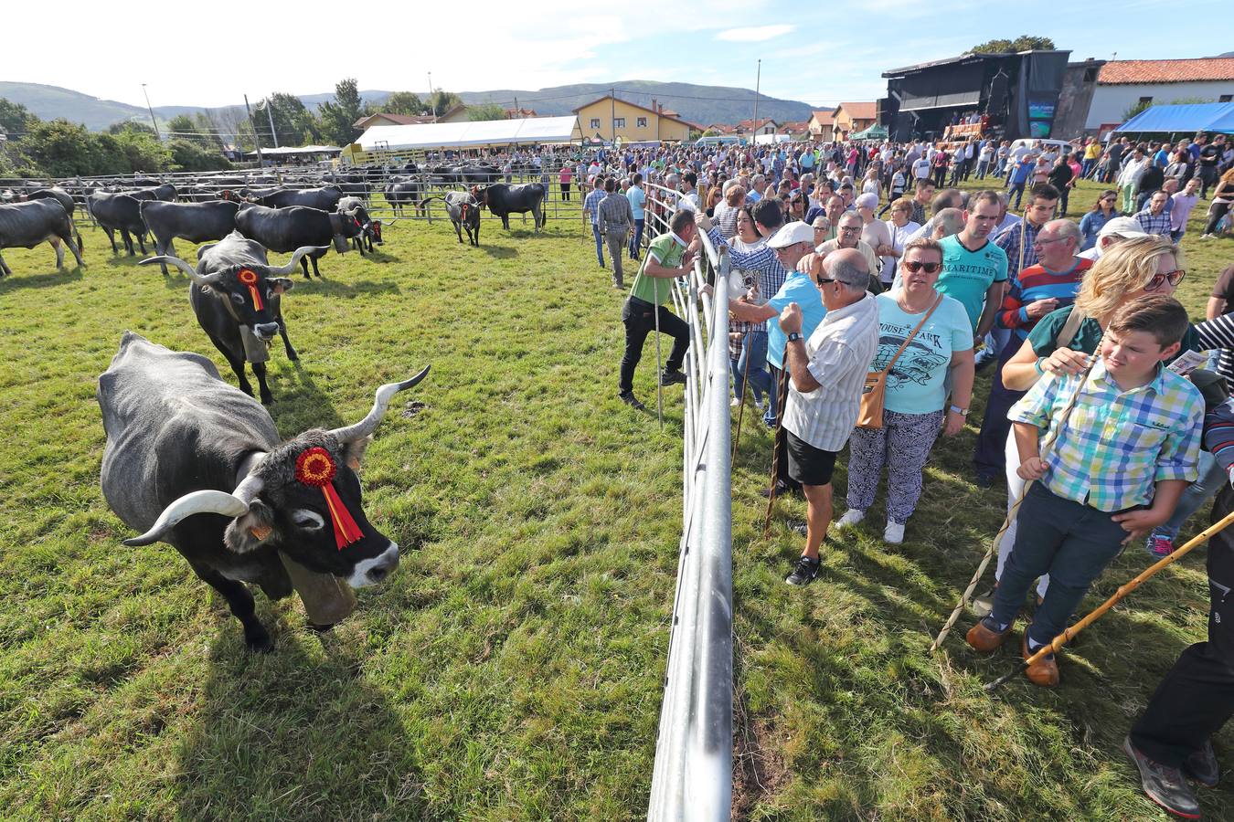 La Olimpiada del Tudanco de Cabezón de la Sal ha reunido este viernes en su XXXIX edición a 911 reses de 28 ganaderías que desfilarán por el centro del municipio en la 'gran pasá' con la que se conmemora un año más la tradicional bajada del ganado de los puertos de montaña.