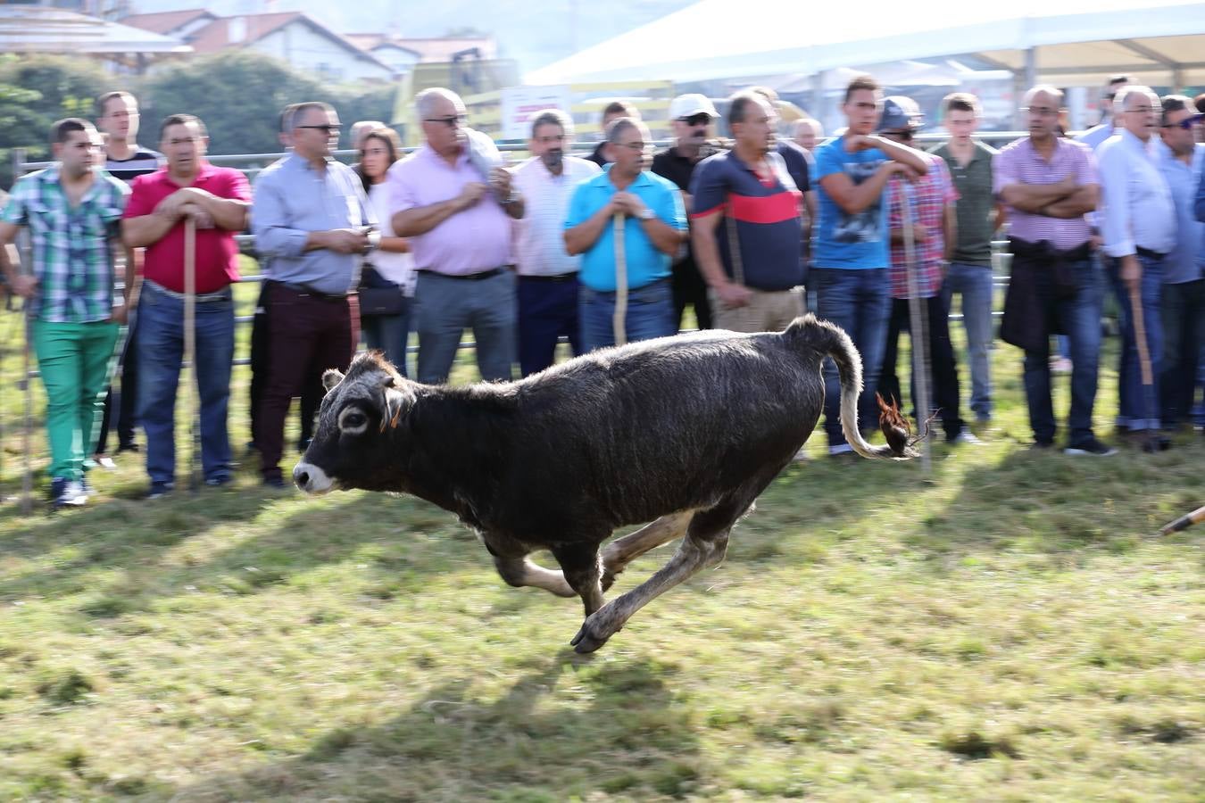 La Olimpiada del Tudanco de Cabezón de la Sal ha reunido este viernes en su XXXIX edición a 911 reses de 28 ganaderías que desfilarán por el centro del municipio en la 'gran pasá' con la que se conmemora un año más la tradicional bajada del ganado de los puertos de montaña.