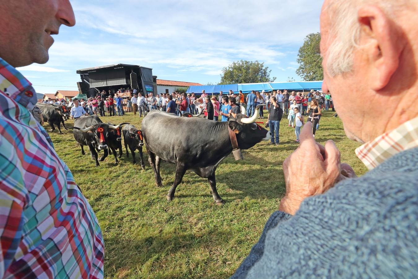 La Olimpiada del Tudanco de Cabezón de la Sal ha reunido este viernes en su XXXIX edición a 911 reses de 28 ganaderías que desfilarán por el centro del municipio en la 'gran pasá' con la que se conmemora un año más la tradicional bajada del ganado de los puertos de montaña.