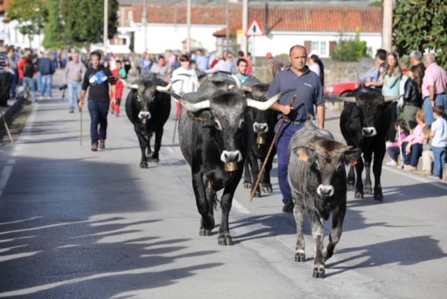 La Olimpiada del Tudanco de Cabezón de la Sal reúne este viernes en su XXXIX edición a 911 reses de 28 ganaderías que desfilarán por el centro del municipio en la 'gran pasá' con la que se conmemora un año más la tradicional bajada del ganado de los puertos de montaña.