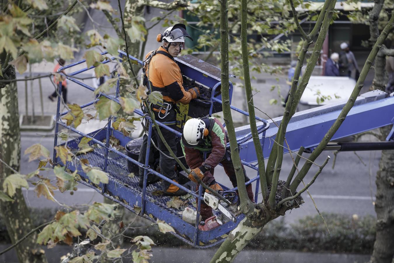 Fotos: Poda de árboles en Santander