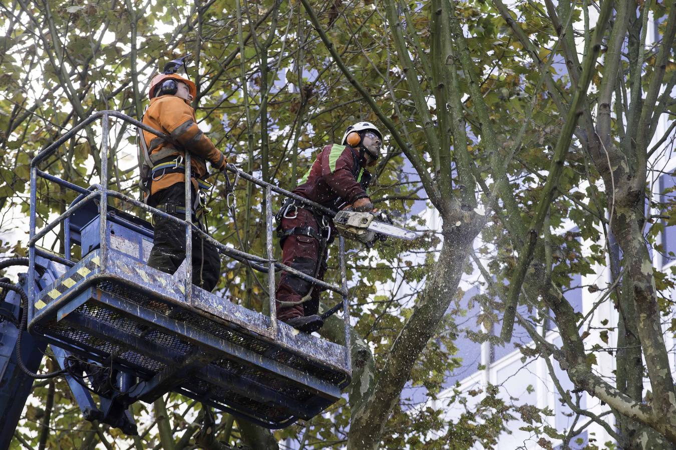Fotos: Poda de árboles en Santander