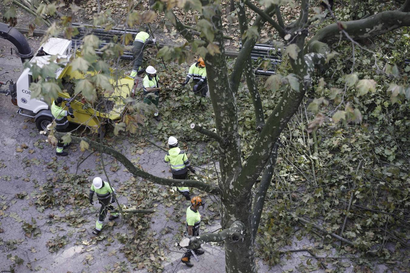 Fotos: Poda de árboles en Santander