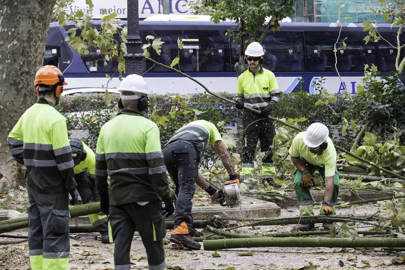 Fotos: Poda de árboles en Santander