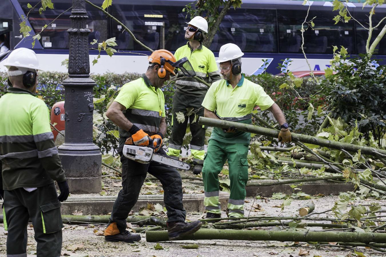 Fotos: Poda de árboles en Santander