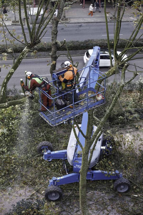 Fotos: Poda de árboles en Santander