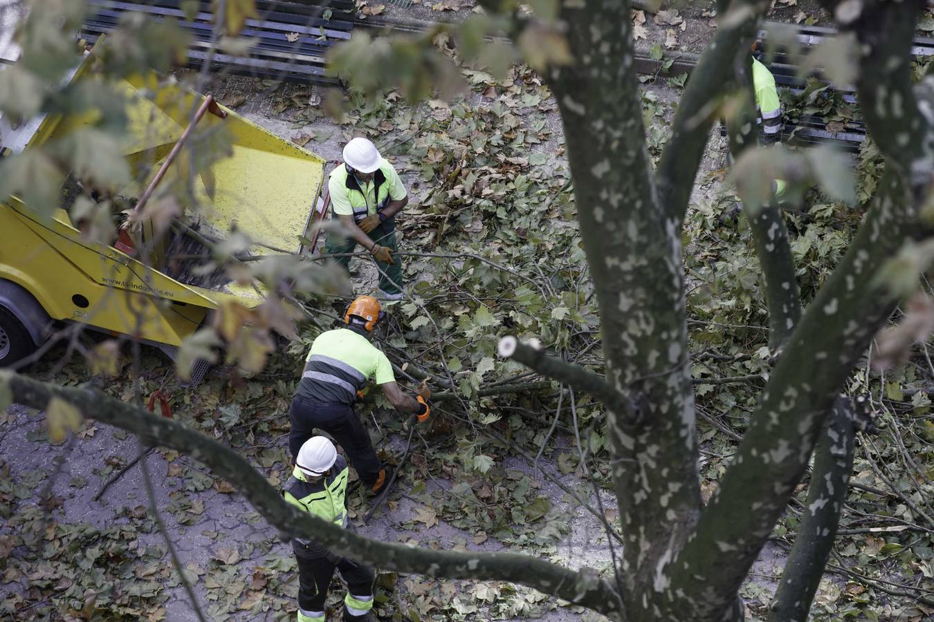Fotos: Poda de árboles en Santander