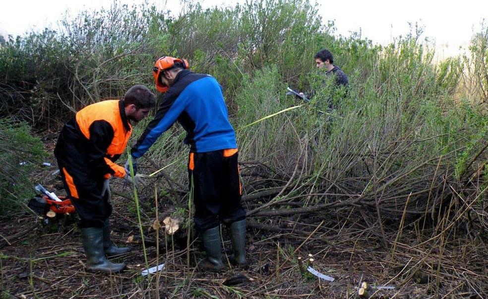 Voluntarios de la Asociación Ría en plenos trabajos contra esta planta invasora. 