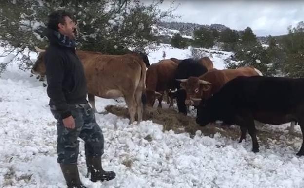 Sergio Alonso arrea a sus vacas en medio de la nieve en Bustidoño (Valdeprado del Río), este lunes por la mañana.