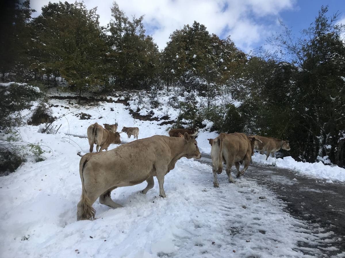 Las nevadas del fin de semana dejan impresionantes imágenes de pueblos teñidos de blanco en el sur de Cantabria. Desde Arroyo a Bustasur, un recorrido por estos paisajes de un invierno adelantado