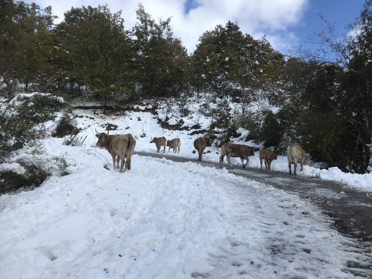 Las nevadas del fin de semana dejan impresionantes imágenes de pueblos teñidos de blanco en el sur de Cantabria. Desde Arroyo a Bustasur, un recorrido por estos paisajes de un invierno adelantado