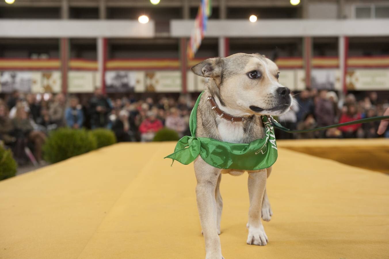 Fotos: Feria de Adopción Responsable &#039;Ciudad de Torrelavega&#039;